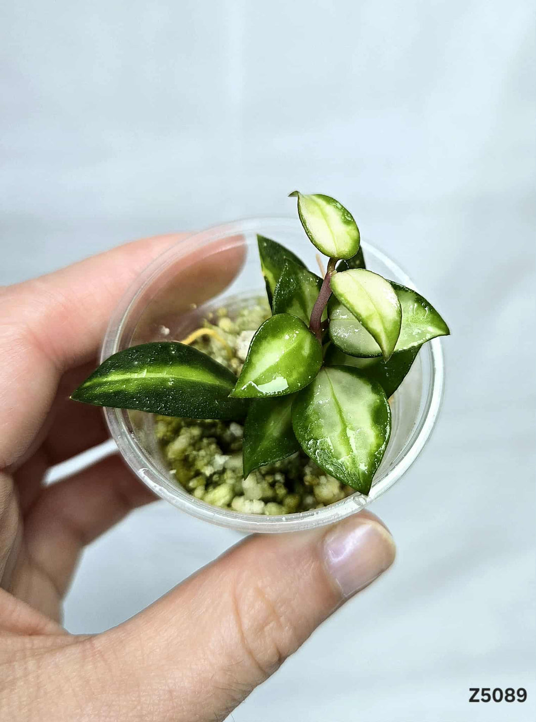 Hoya Lacunosa Variegata ⭐️ #Z5089