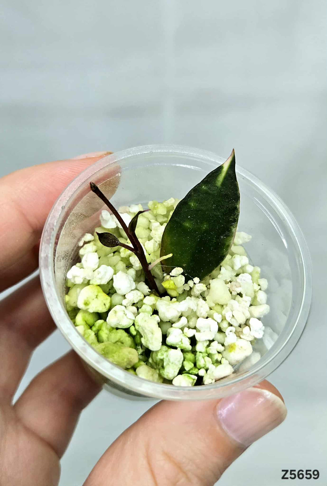 Hoya Lacunosa  Asami ⭐️ #Z5659