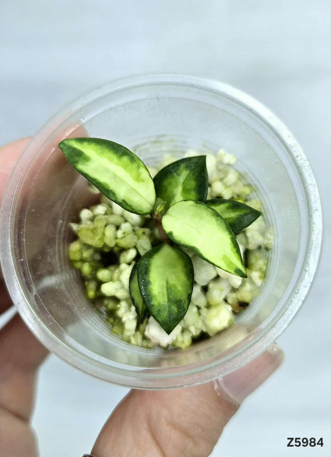 Hoya Lacunosa Variegata ⭐️ #Z5984