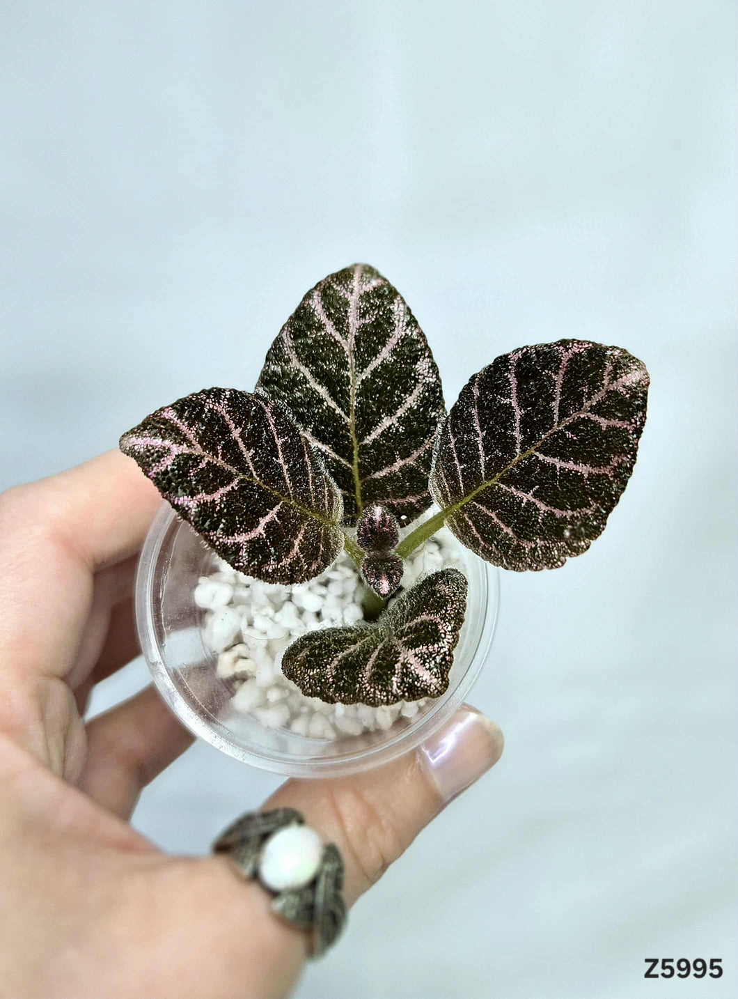 Episcia Cupreata #Z5995