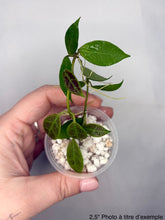 Charger l'image dans la galerie, Hoya Rebecca⭐️
