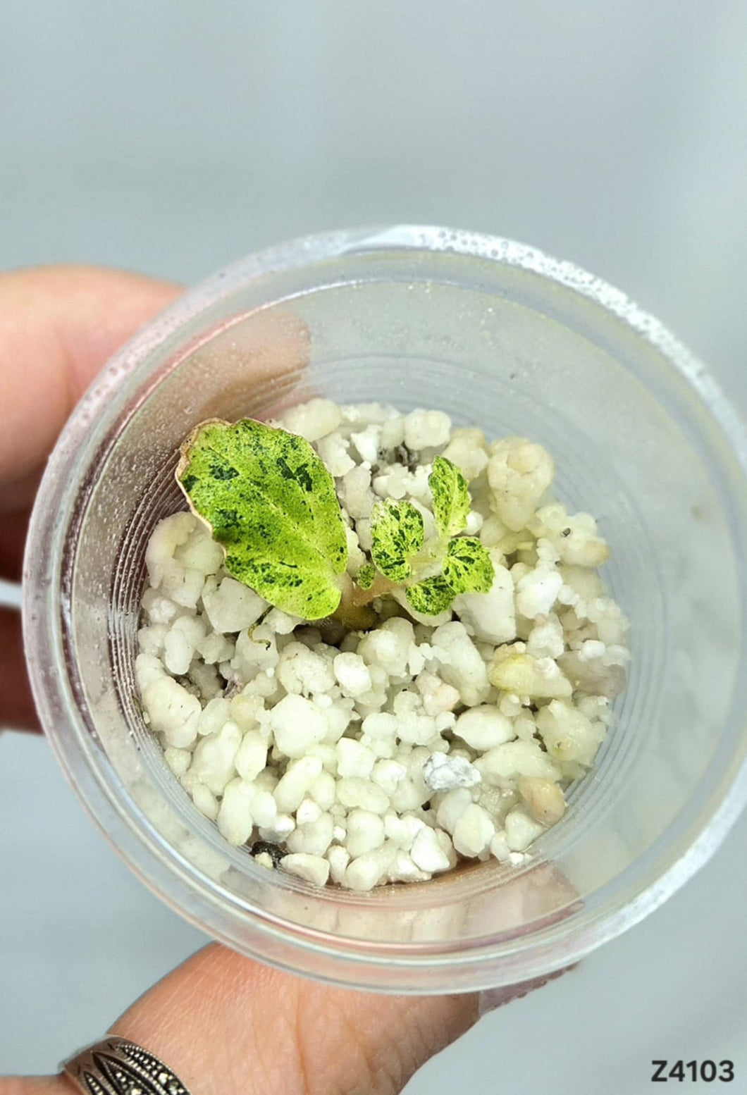 Pellionia Repens Variegata #Z4103