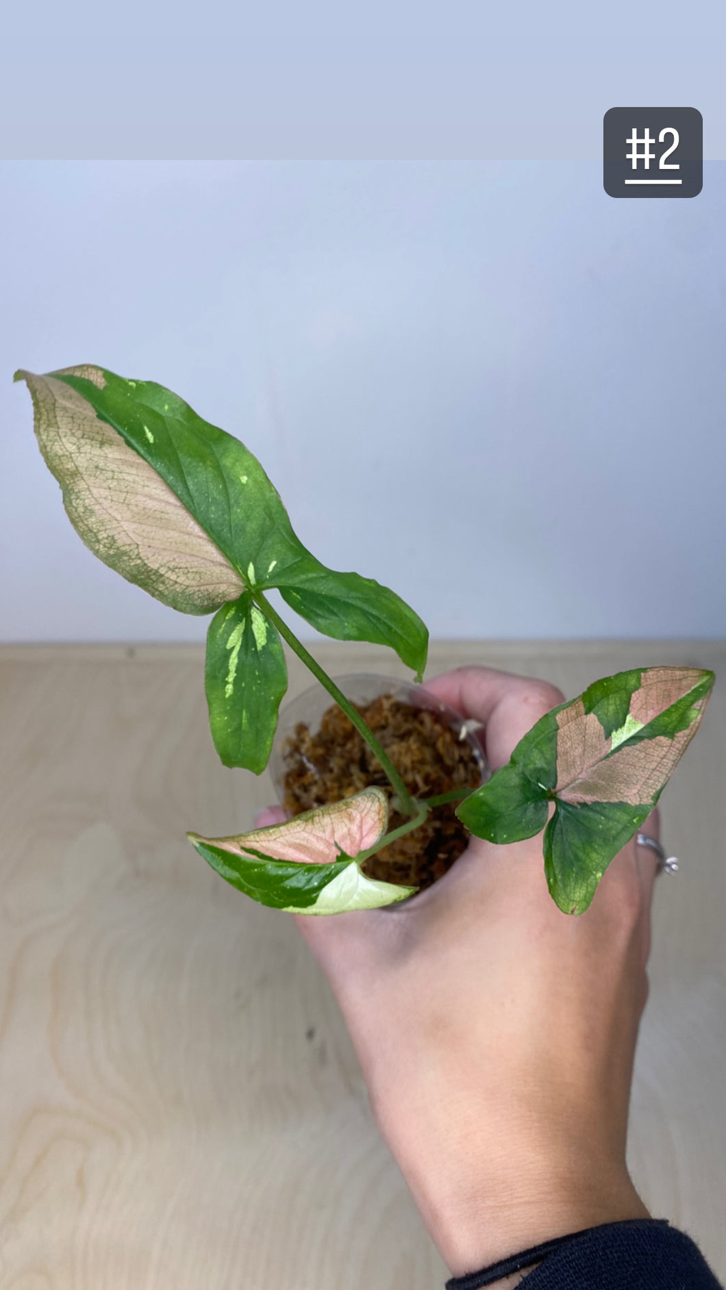 Syngonium tricolore