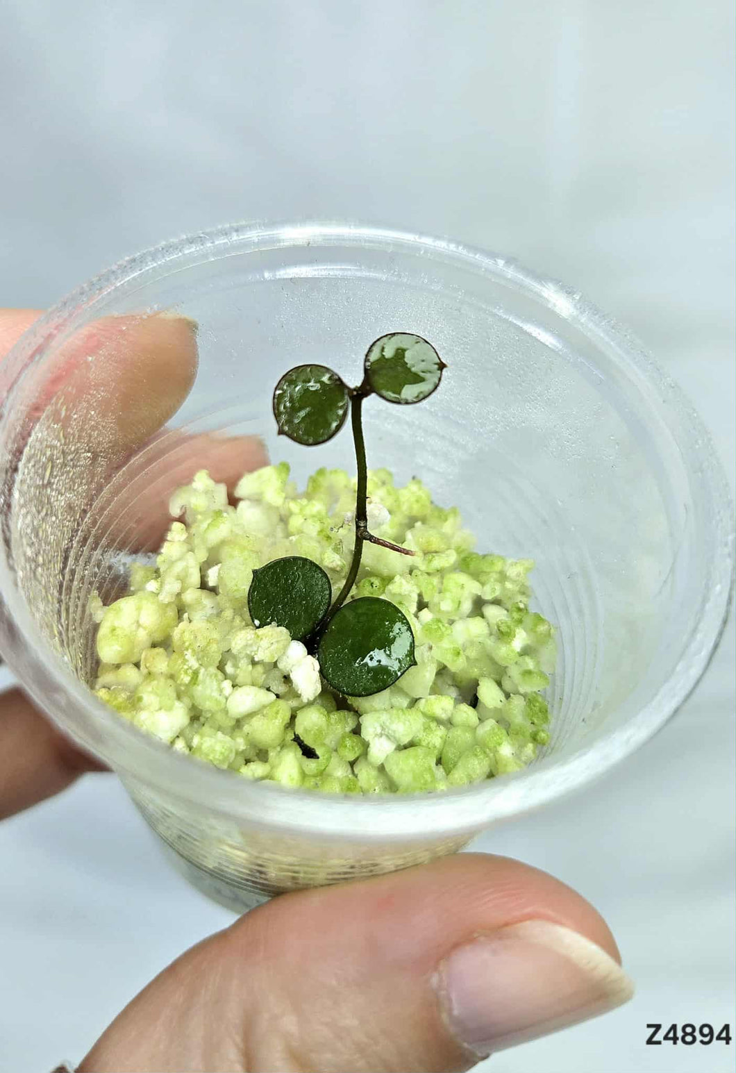 Hoya Peltata ⭐️ #Z4894