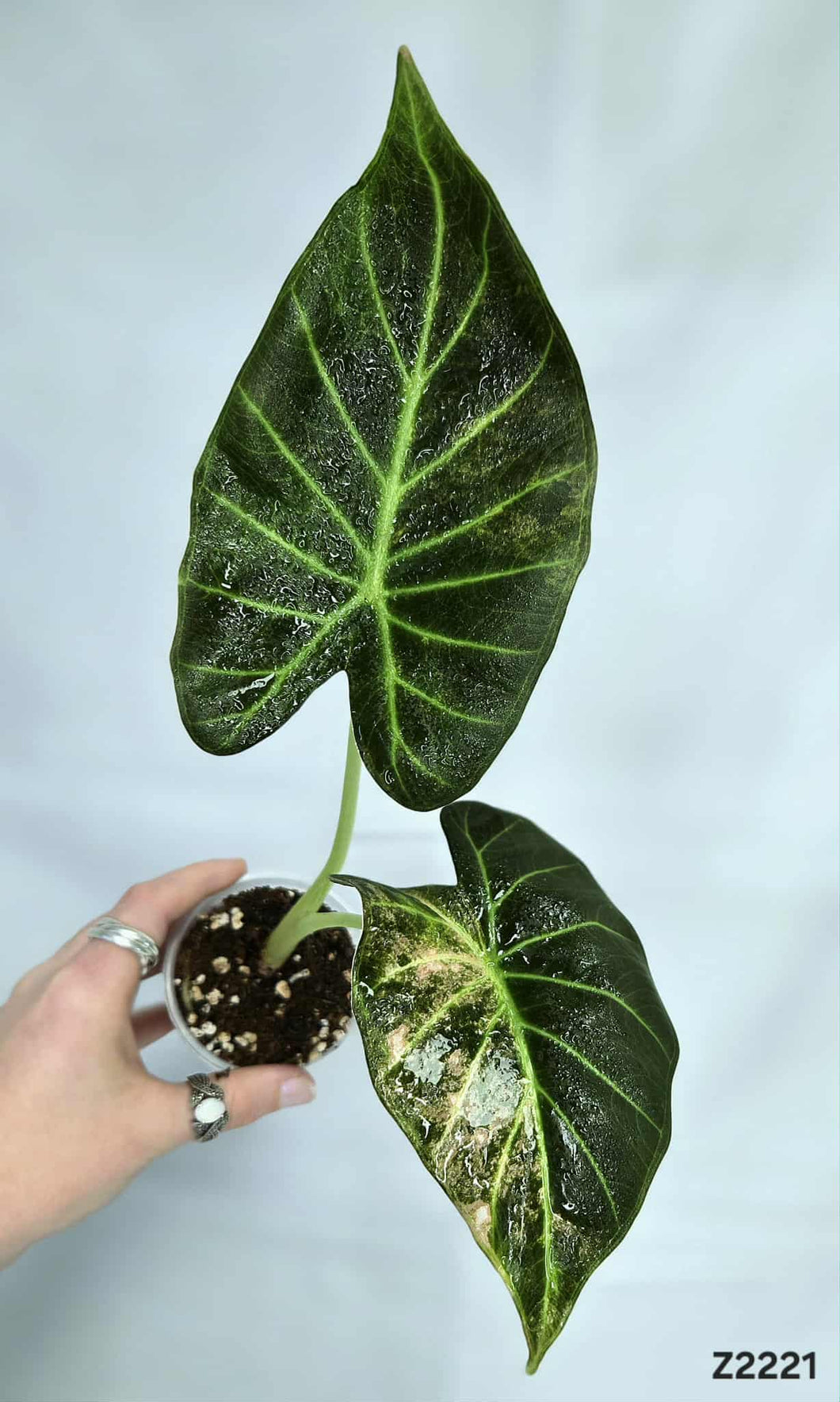 Alocasia Regal Shield variegata #Z2221