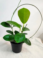 Load image into Gallery viewer, Hoya exotique australis⭐️
