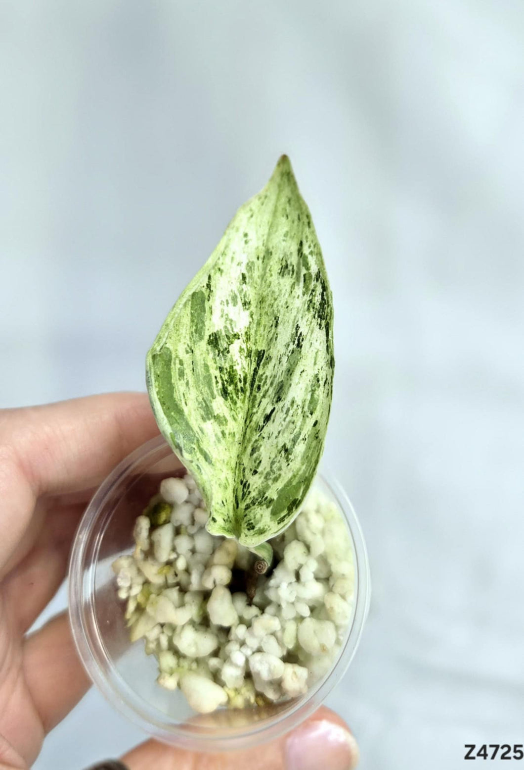 Scindapsus Peasun #Z4725