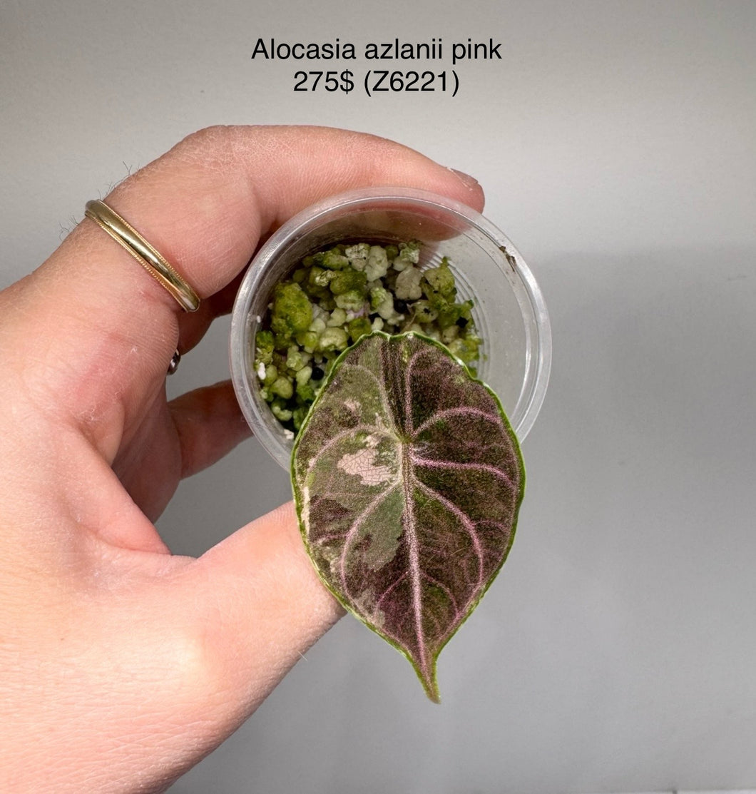 Alocasia Alzanii Pink #Z6221