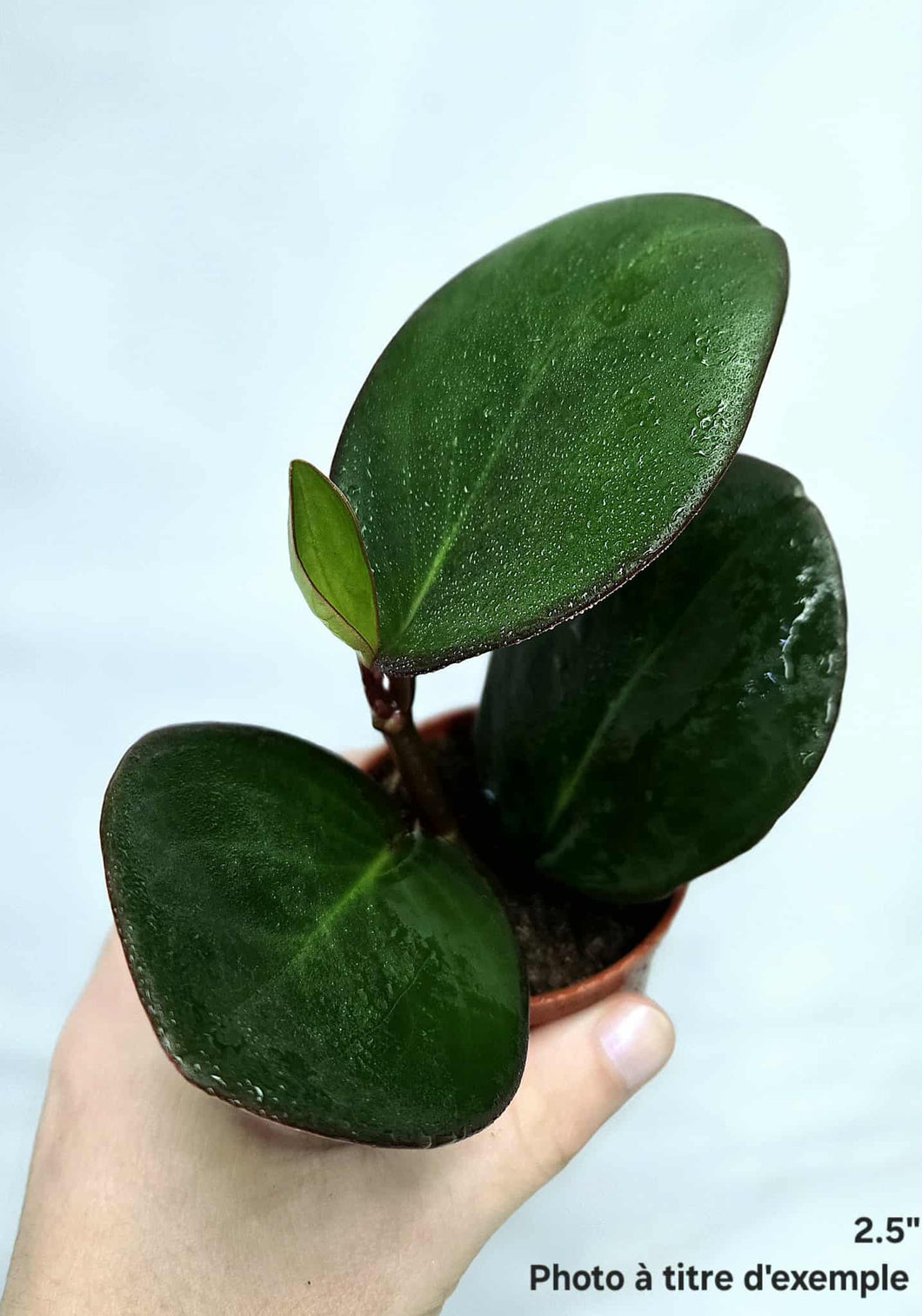 Peperomia obtusifolia ⭐️