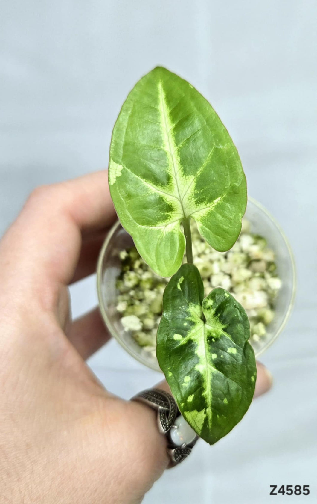 Syngonium Panda Galaxy #Z4585