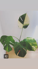 Charger l&#39;image dans la galerie, Monstera aurea
