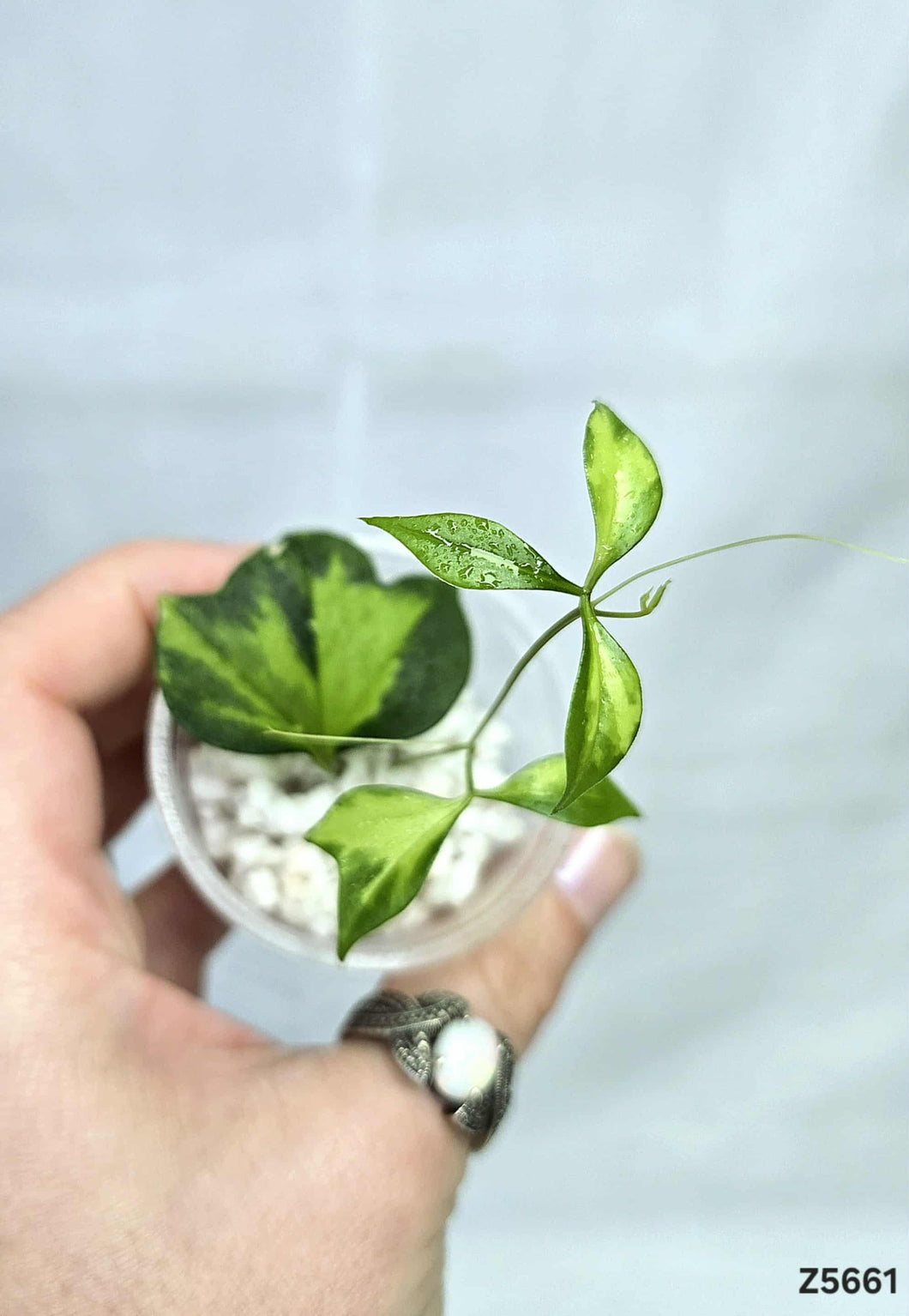 Cissus Variegata #Z5661