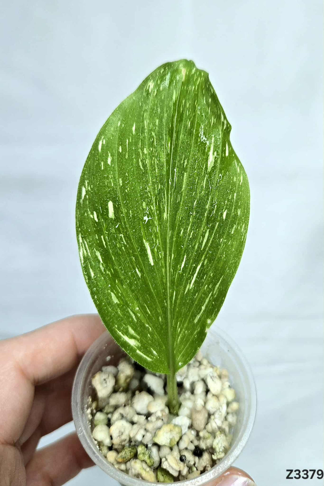 Kaempferia sp. White Wagyu Variegata #Z3379