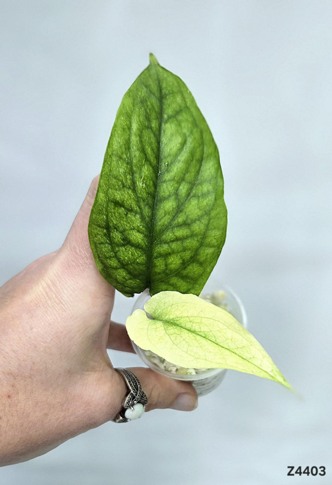 Amydrium Medium Spider Mint #Z4403