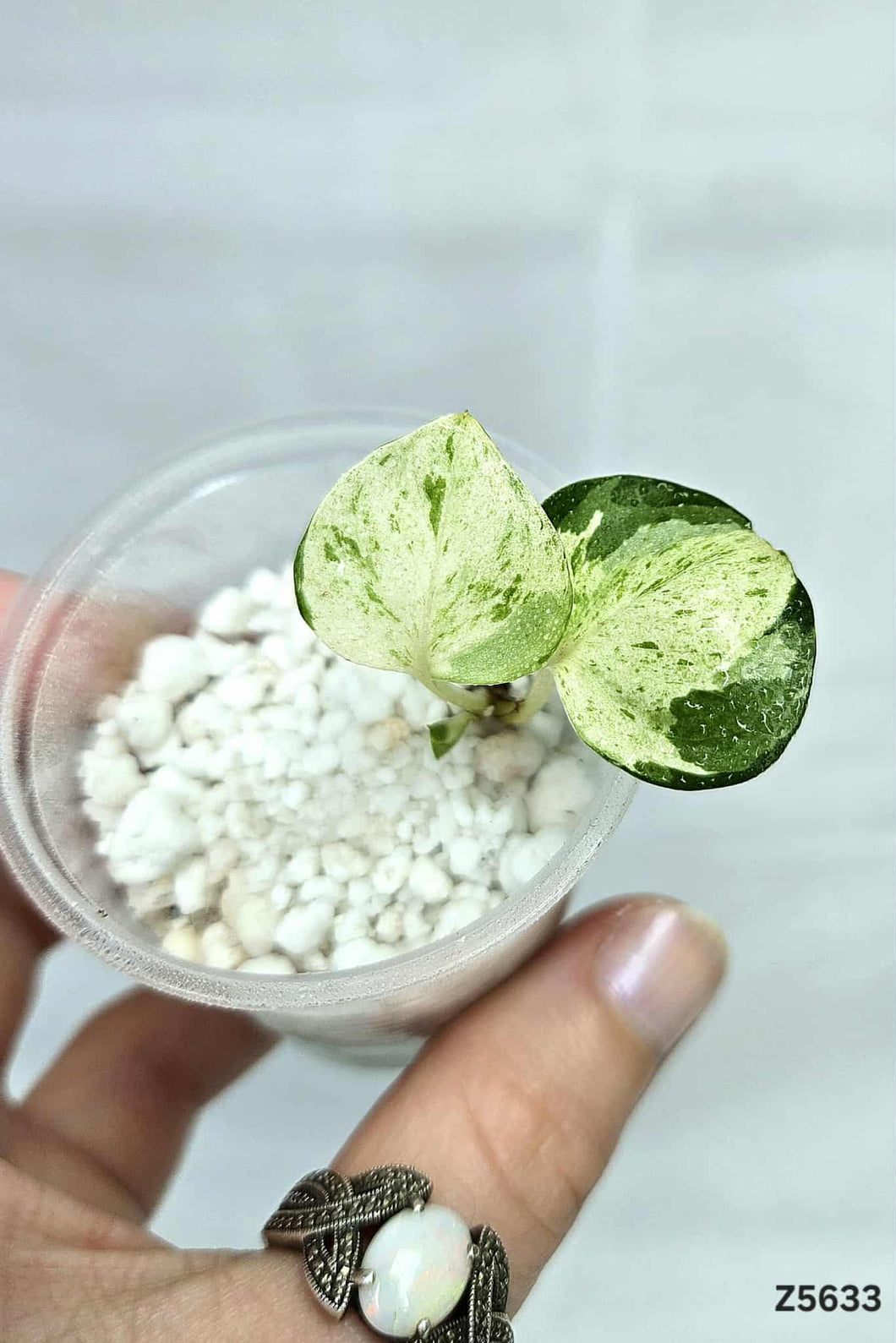Pothos Manjula #Z5633