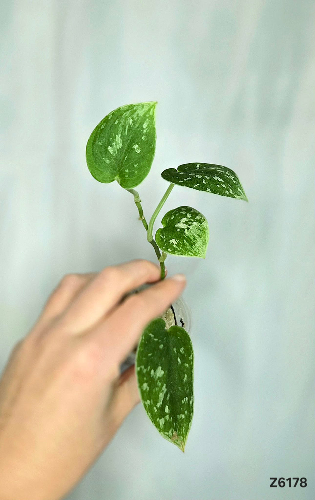 Scindapsus Silver Splash #Z6178