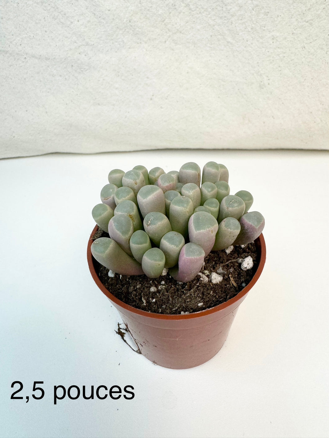 Lithops baby toes ⭐️