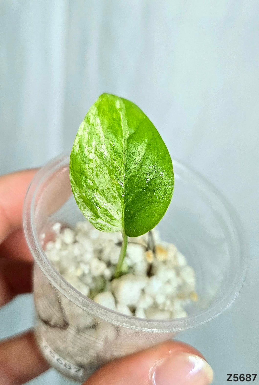 Epipremnum Pinnatum Marble #Z5687