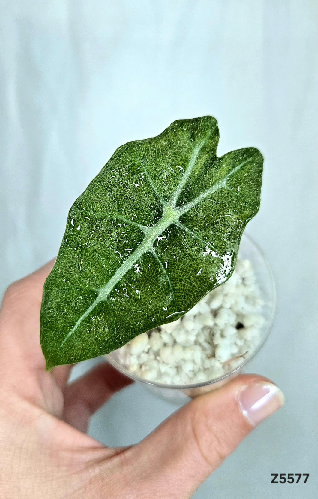 Alocasia Amazonica Pink Mint #Z5577