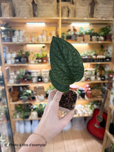 Load image into Gallery viewer, Anthurium radicans x luxurians
