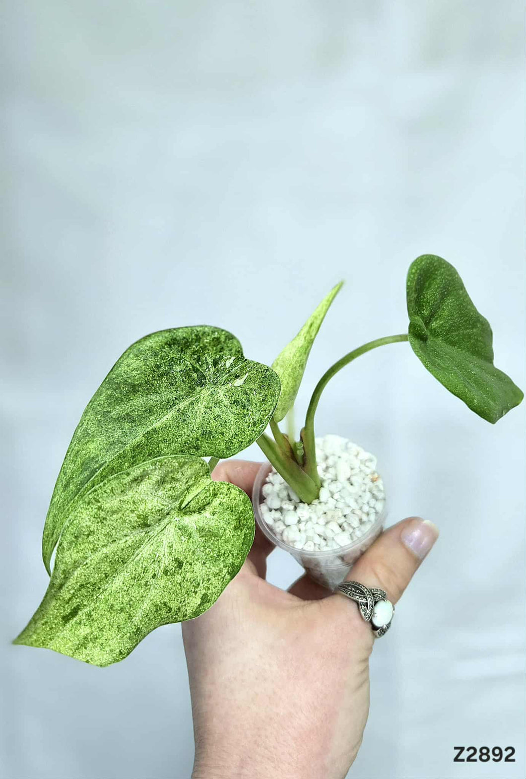 Alocasia Cucullata Mint #Z2892