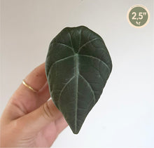 Charger l'image dans la galerie, Feuille d’Alocasia maharani vert foncé, nervures marquées, forme ovale pointue.
