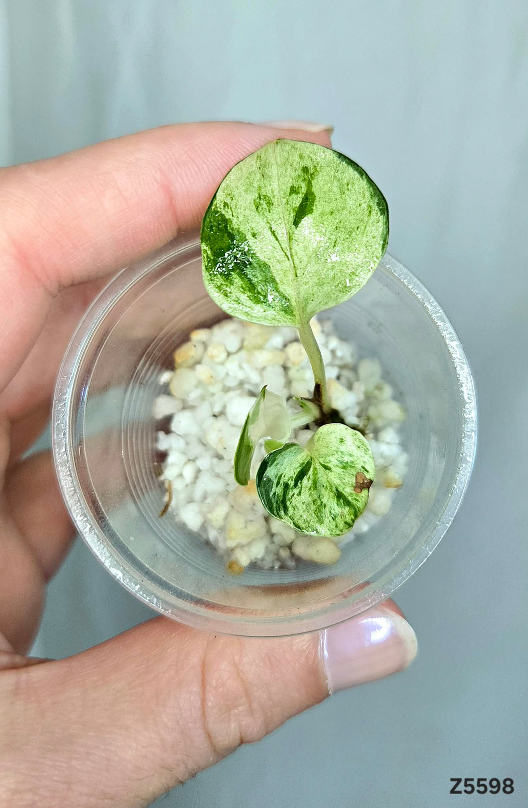 Pothos Manjula #Z5598