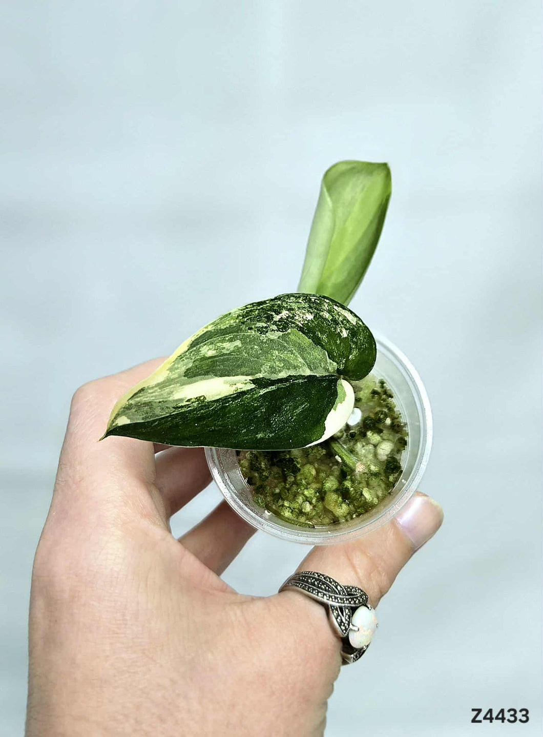 Scindapsus Jade Satin Variegata #Z4433