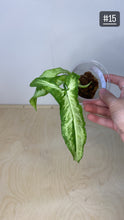 Charger l&#39;image dans la galerie, Syngonium three kings
