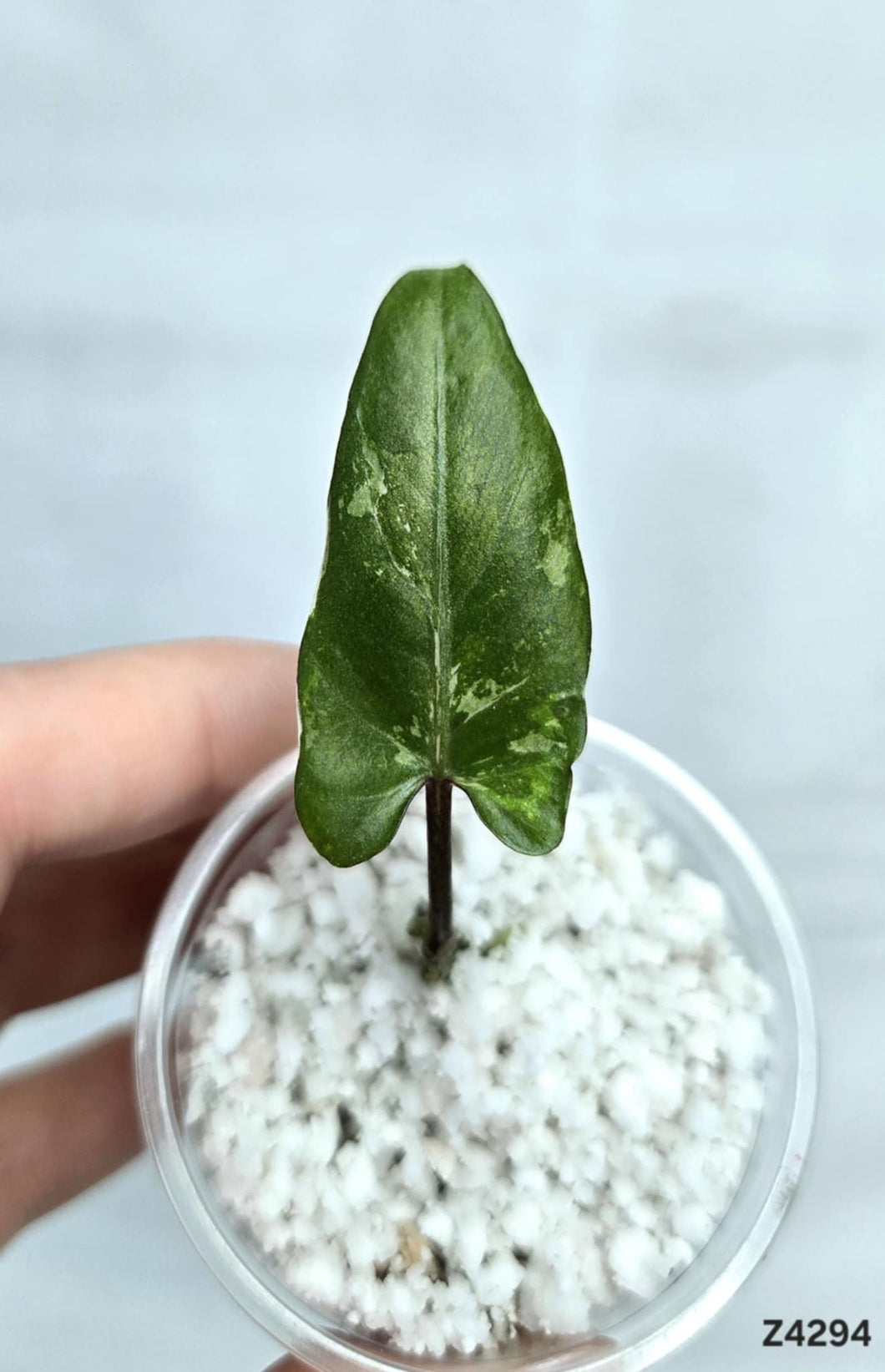 Alocasia Lauterbachiana White (offshoot) #Z4294