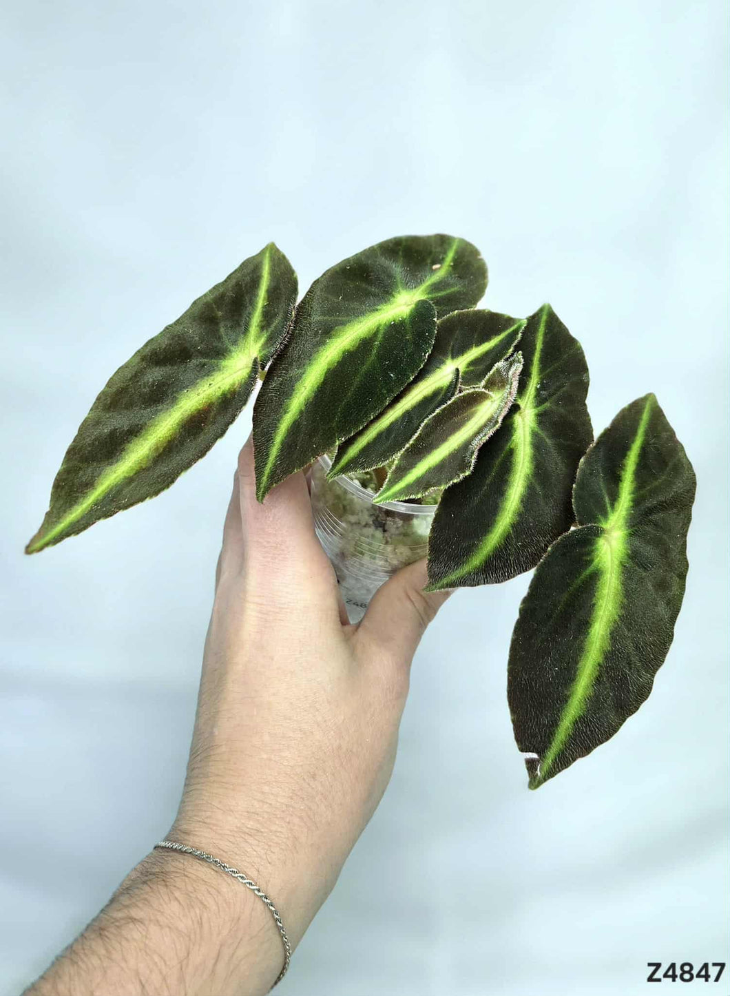 Bégonia Listada #Z4847