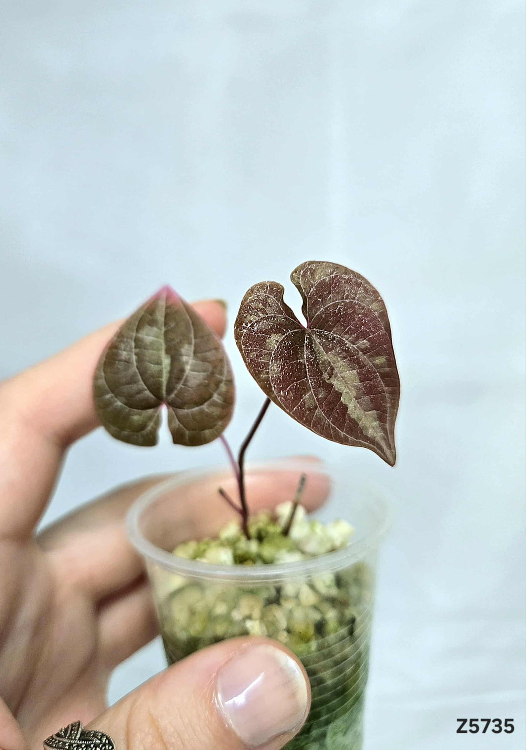 Dioscorea Purple #Z5735