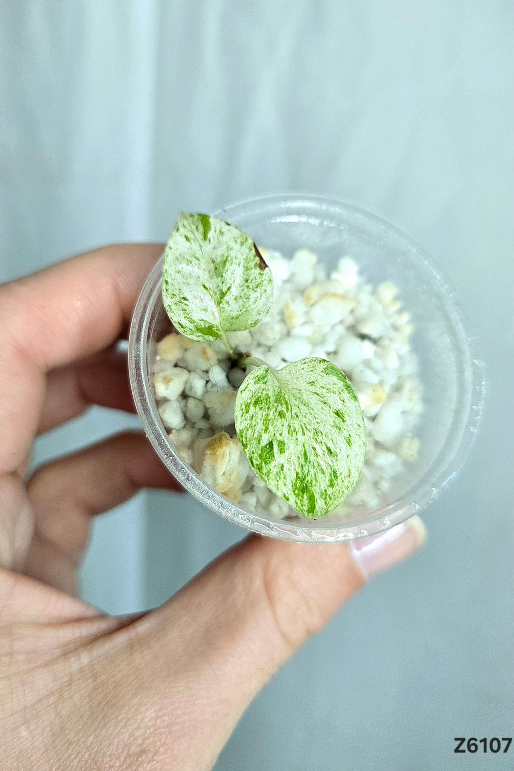 Epipremnum Pinnatum Marble #Z6107