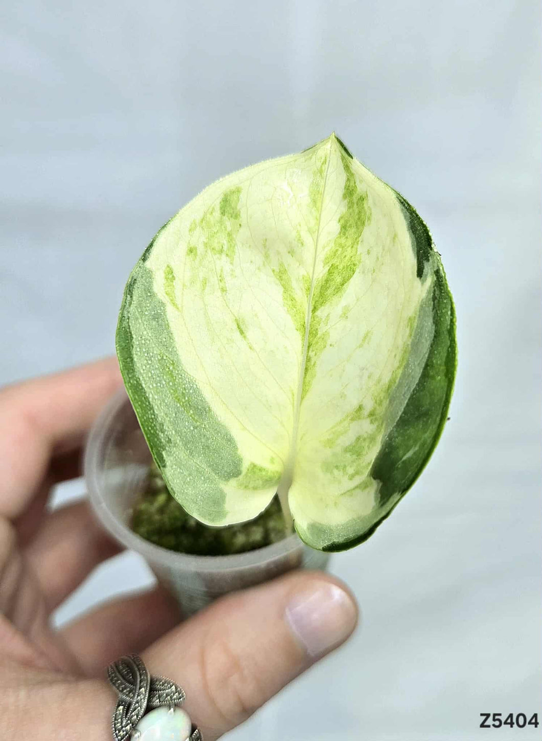 Pothos Manjula #Z5404