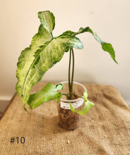 Charger l&#39;image dans la galerie, Syngonium three kings
