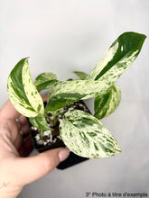 Charger l'image dans la galerie, Epipremnum Pinnatum Marble
