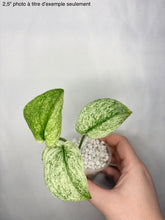 Load image into Gallery viewer, Scindapsus Jade Satin White Mint
