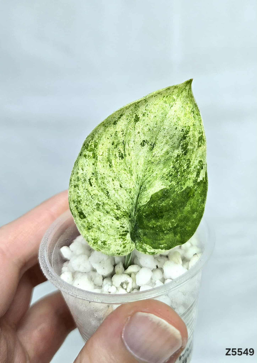 Scindapsus Marble Queen #Z5549