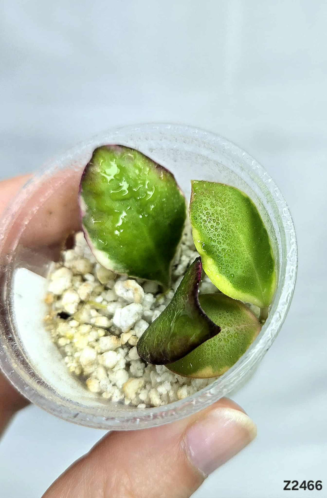 Hoya Heuschkeliana Albo ⭐️ #Z2466