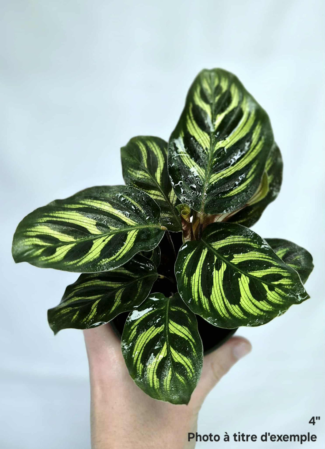 Calathea makoyana⭐️