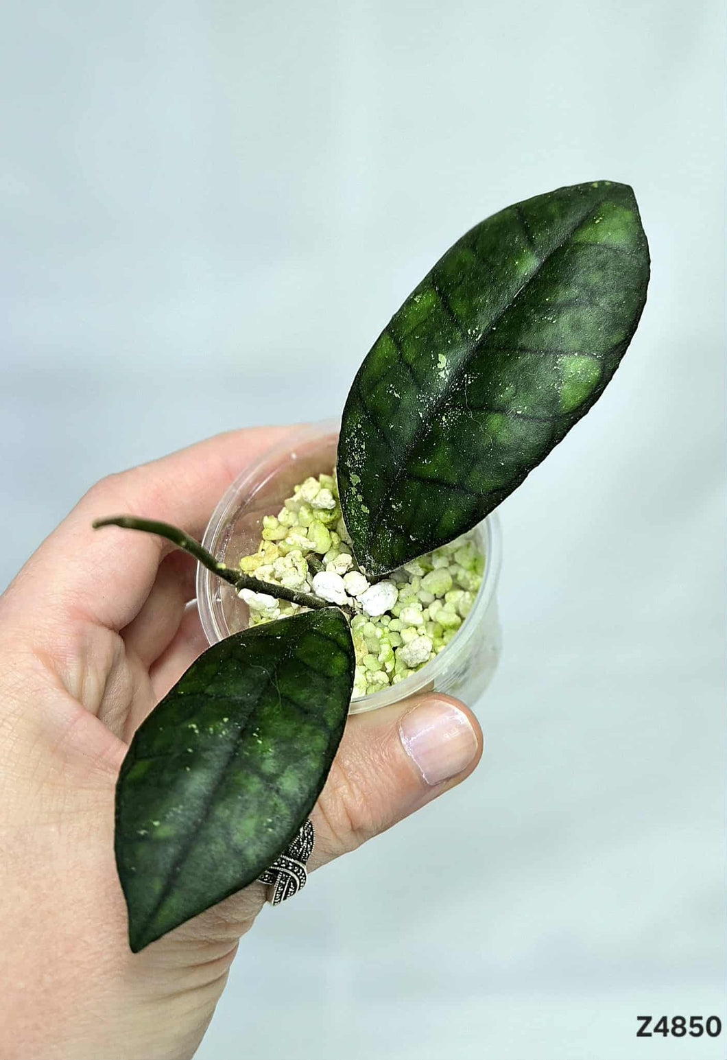 Hoya Finlaysonii Olfe ⭐️ #Z4850