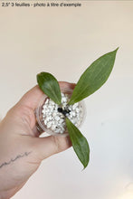 Charger l'image dans la galerie, Hoya Camphorifolia ⭐️
