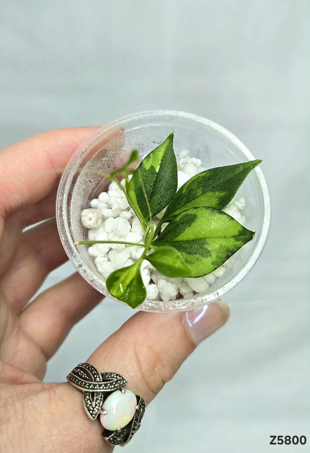 Cissus Variegata #Z5800