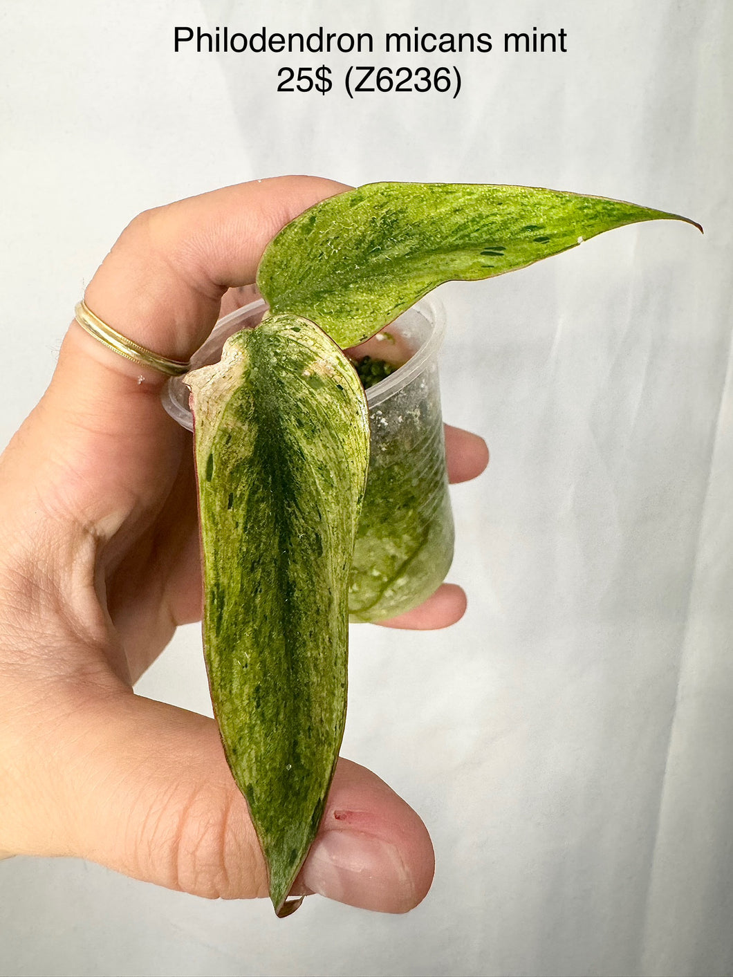 Philodendron Micans Mint #Z6236