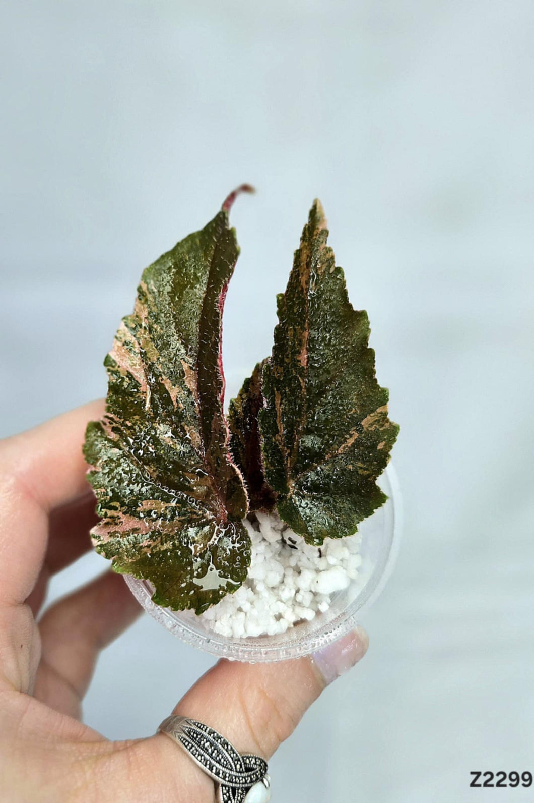 Bégonia Galaxy #Z2299