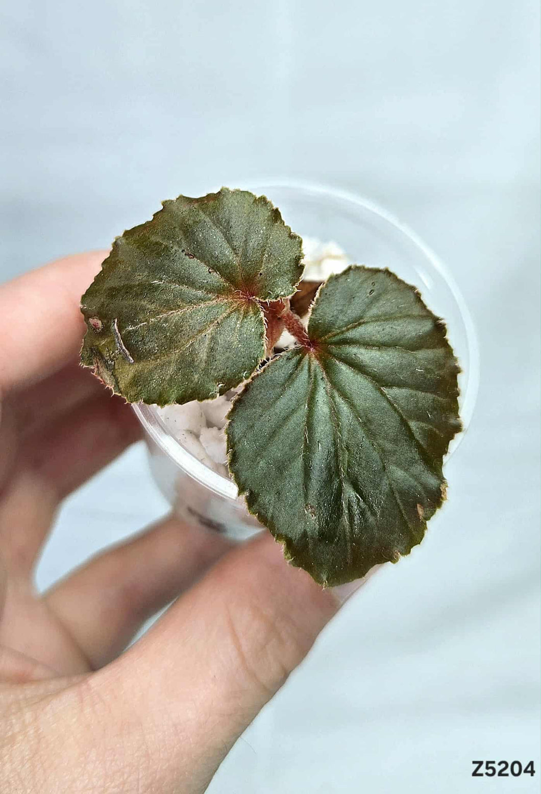 Bégonia Cucullata #Z5204
