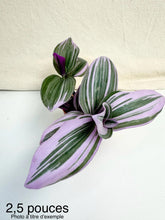 Charger l&#39;image dans la galerie, Tradescantia nanouk
