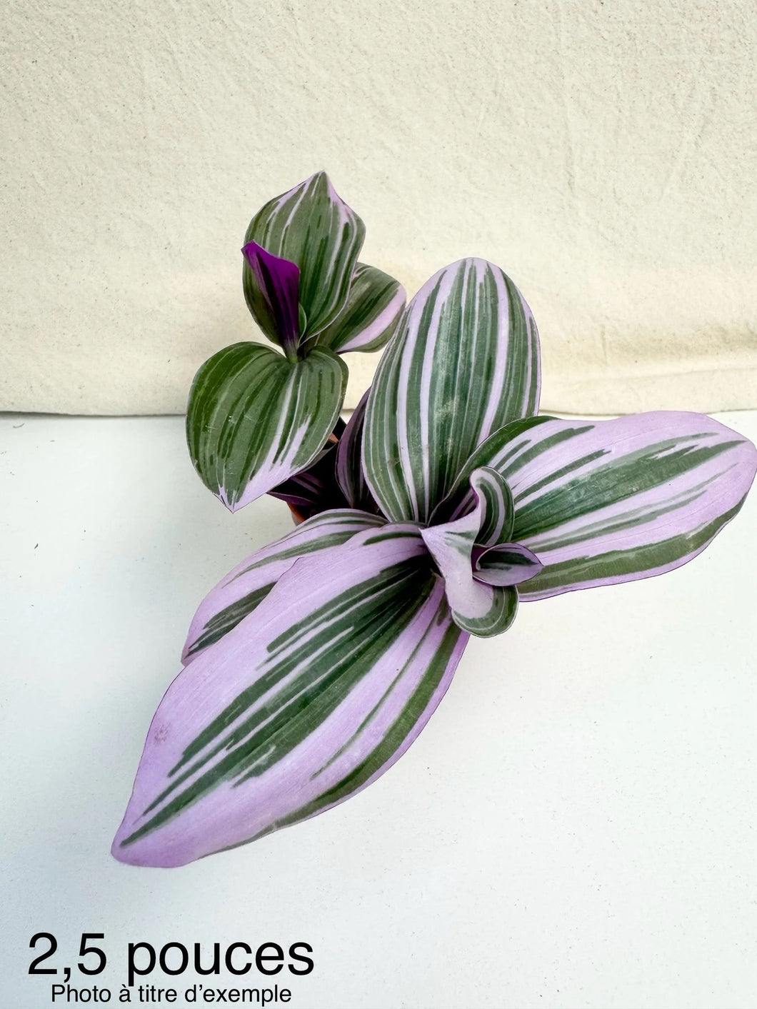 Tradescantia nanouk