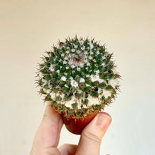 Load image into Gallery viewer, Cactus Mammillaria Scrippsiana rond vert, pointes blanches, en pot en terre cuite
