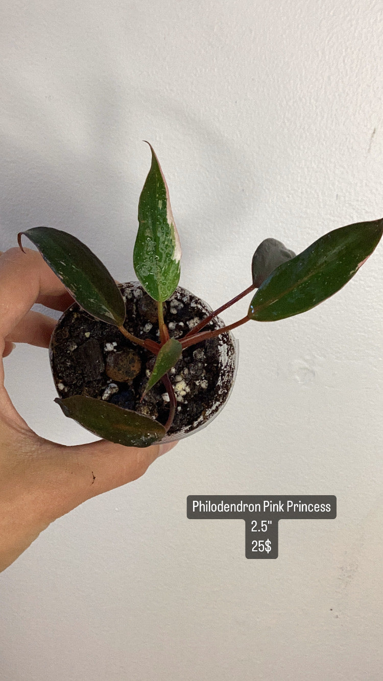 Philodendron Pink princess